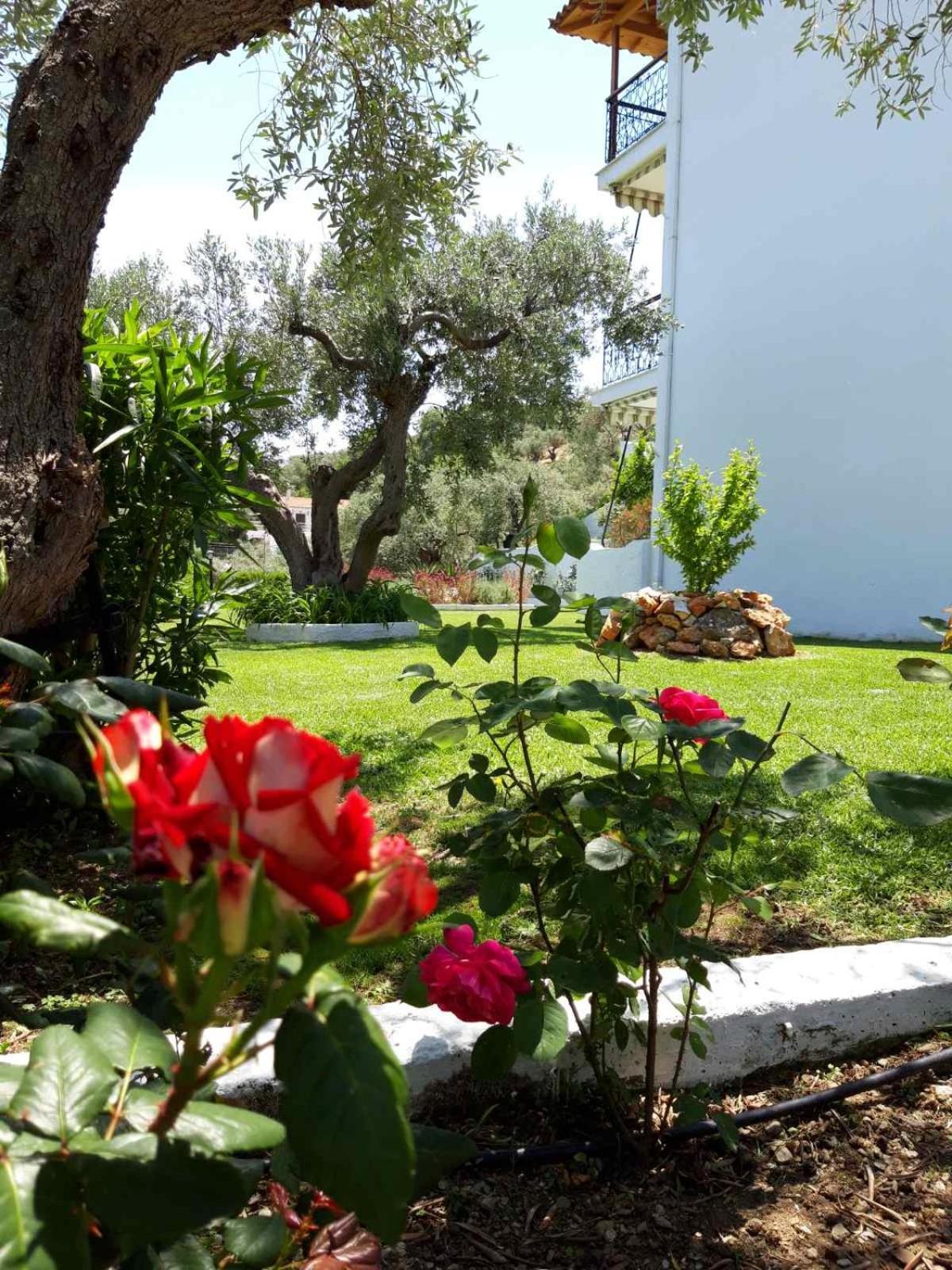 Olive Grove Studios Megali Ammos  Exterior foto